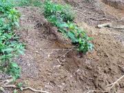 Terreno / Lote para Venda em Ubatuba/SP Arariba