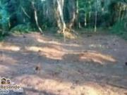 Terreno / Lote para Venda em Ubatuba/SP Ubatumirim