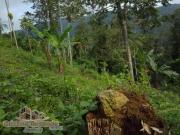 Terreno / Lote para Venda em Ubatuba/SP Ubatumirim