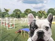 Terreno / Lote para Venda em Uberaba/MG Conjunto Manoel...