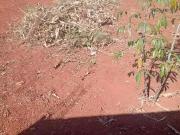 Terreno / Lote para Venda em Uberlândia/MG Aclimação