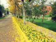 Terreno / Lote para Venda em Viamão/RS São Lucas