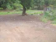 Terreno / Lote para Venda em Vitória/ES Tabuazeiro