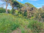 Terreno, Maçanet de la Selva