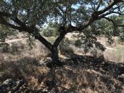 Terreno, Malpartida de Cáceres