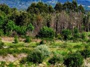 Terreno Misto com com uma charca natural e uma ruina,...