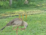 Terreno no CondomÃnio Reserva Fazenda SÃ£o Francisco