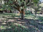 Terreno em Chácara do Pinhal Cabreúva, SP