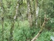 Terreno no residencial Serra da Cantareira Mairiporã SP
