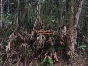 TERRENO PARA CHACARA OPORTUNIDADE 2100M2 OURO FINO