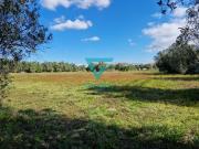 Terreno para construção em Cantanhede com 2.775 m2