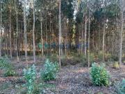 Terreno Para Construção Venda em Arrabal,Leiria