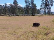 Terreno para proyectos de vivienda o bodegas en sector...