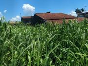 Terreno para Venda em Itanhaém, Balneário Gaivota