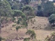 Terreno para Venda em Jarinu, Bairro do Fim do Campo