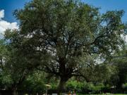 Terreno Parque Funeral Guadalupe, Sector Vergel