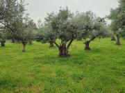 Terreno, Perales del Puerto