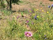 Terreno, Pinares de San Antón, Málaga