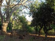 TERRENO POBLADO 14 DE MARZO, MPIO TEPIC CON ESCRITURAS