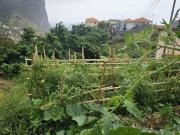 Terreno, Porto da Cruz, Machico | BPI Expresso Imobiliário