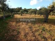 Terreno, Póvoa de Rio de Moinhos e Cafede, Castelo...