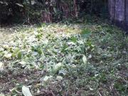 Terreno, Praia Guaratuba, Bertioga R$ 1.35 mi, Cod: 1845