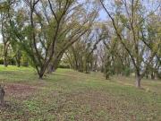 TERRENO PRODUCTIVO CON HUERTA DE NOGALES EN VENTA,...