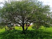 Terreno Pueblo Ojuelos de Jalisco