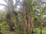 Terreno Pueblo Pacho Viejo