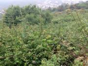 Terreno Puntillo Sol