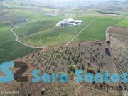 Terreno Regio Demarcada do Douro. Com uma rea de 32...