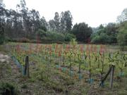 Terreno, Requeixo, Nossa Senhora de Fátima e Nariz,...