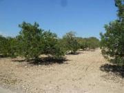 Terreno residencial en Venta en Torreforta