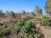 Terreno Residencial Fraccionamiento Bugambilias, Zapopan