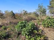 Terreno Residencial Fraccionamiento Bugambilias, Zapopan