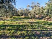 Terreno Residenziale Lucignano. Rif.: 33493