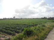 Terreno Rstico com 59.800 m2 SAMOUCO MONTIJO