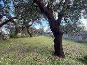 Terreno Rstico | Escalos de Cima, Castelo Branco