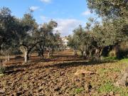 Terreno Rstico / Fundo, Alcaria