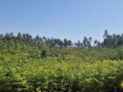 Terreno Rstico Pombal