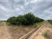Terreno rural de kaki empeltado con manzanos