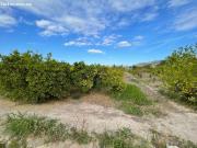 Terreno rural en Venta en Castrillo de Murcia, Murcia