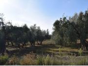 Terreno rural en Venta en Otura, Granada