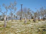 Terreno rustico 16200 m2