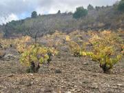 Terreno rustico 16506 m2