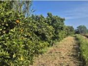 Terreno Rústico 2000m² em Moncarapacho