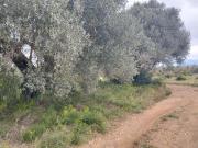 Terreno rustico 2488 m2