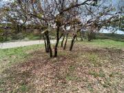 Terreno Rústico 580 m Residencial Campestre Haras, en...