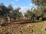 Terreno Rústico, Alcaria, Fundão | BPI Expresso Imobiliário