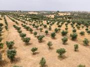 Terreno Rústico, Capelins Santo António, Alandroal | BPI...